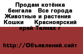 Продам котёнка бенгала - Все города Животные и растения » Кошки   . Красноярский край,Талнах г.